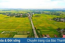 Cánh đồng trước mùa gặt