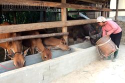 Mường Báng phát triển chăn nuôi gia súc, gia cầm