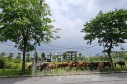 Sau nhiều năm bất động, đất khu đô thị Thanh Hà bất ngờ bị cò 'thổi giá'