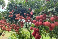 Bắc Giang: Tổ chức chương trình du lịch 'Hương sắc mùa hè Lục Ngạn' năm 2022