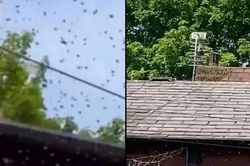 Bị hàng nghìn sinh vật xâm chiếm toàn bộ ngôi nhà, gia đình kêu trời vì đi không được ở cũng chẳng xong