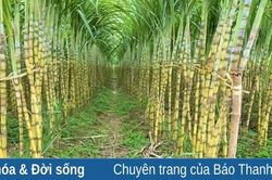 Cây mía xã Tân Châu vào mùa thu hoạch