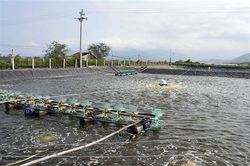 Vĩnh Linh: Tập trung thả nuôi 315 ha tôm các loại