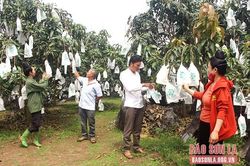 Nà Hạ liên kết sản xuất theo chuỗi giá trị