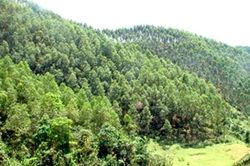 Đất không còn nhiều để trồng thêm rừng thì rất cần khoa học công nghệ vào cuộc
