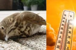 Nắng nóng kỷ lục ở Ấn Độ, chim đang bay tự rơi xuống đất chết vì kiệt sức