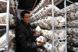 Tìm lối đi riêng với nấm hầu thủ