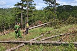 Điều tra vụ cưa hạ 400 cây thông trái phép ở Đà Lạt