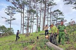 Tỉnh Lâm Đồng chỉ đạo khẩn trương điều tra vụ cưa hạ hàng trăm cây thông ở Đà Lạt