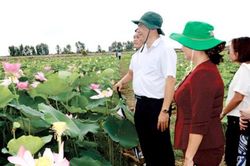 Đồng Tháp: Thành lập Hội ngành hàng sen