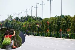 Nghìn cây xoài trĩu quả bên đường 10 làn xe ở Hạ Long, người dân vô tư hái