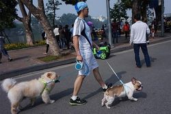 Hà Nội cấm mang chó mèo, loa công suất lớn vào phố đi bộ hồ Gươm