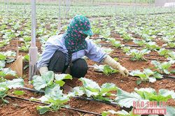 Kiểm tra, giám sát an toàn thực phẩm trong lĩnh vực nông nghiệp