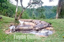 7 con trâu chết do sét đánh khi chăn thả trong rừng
