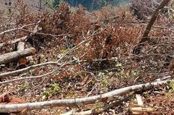 Điều tra, xử lý vụ chặt phá hơn 2ha rừng phòng hộ tại Gia Lai