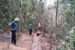 Điều tra vụ đốn hạ toàn bộ số cây trên diện tích 2,2ha rừng phòng hộ