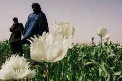 Nghịch lý về ma túy đá giá bèo nở rộ ở Afghanistan