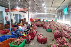 Tìm giải pháp phát triển sản xuất, tiêu thụ trái thanh long