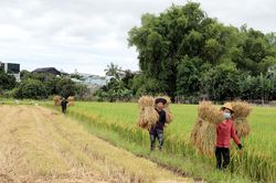 Phòng tránh thiên tai trong sản xuất nông nghiệp