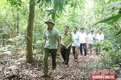 Phiêng Cằm quan tâm bảo vệ rừng