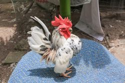 Giống gà tí hon có ngực to