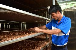 Kỳ công trồng cây ra trái ví như 'nữ hoàng quả khô', bán sang Tây, doanh nghiệp, nông dân Lâm Đồng đều có lời