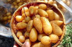 Loại củ giải nhiệt có cái tên lạ đời, được người Sài Gòn săn tìm vào mùa nóng