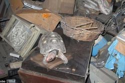 Rùa cưng bị mất tích, 30 năm sau gia đình sững sờ phát hiện còn sống ở một nơi không ngờ