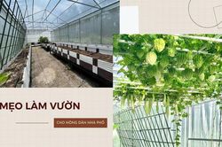Hướng dẫn 'nông dân nhà phố' cách tạo lập 1 khu vườn xanh mướt chỉ trong 2 tháng