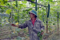 Hạn chế trong liên kết sản xuất gắn với tiêu thụ sản phẩm