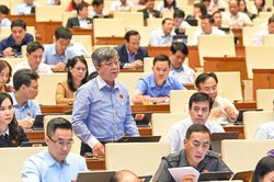 'Luật rừng' là có hại, nhưng một 'rừng luật' xung đột thiệt hại còn nhiều hơn