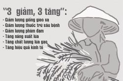 Kinh tế Nông nghiệp - Nông thôn Vài câu hỏi quanh mô hình 'ba giảm, ba tăng'