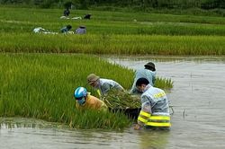 Vĩnh Phúc: Công an huyện Lập Thạch dầm mình giúp dân thu hoạch lúa, khắc phục hậu quả mưa lũ