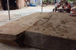 Kon Tum: Bỏ gần 100 triệu đào cây gỗ về xẻ thì bị công an đến lập biên bản