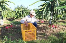 Giá thanh long ruột đỏ tăng