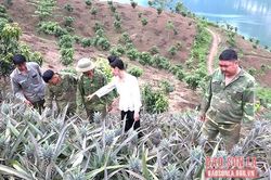 Quỳnh Nhai mở rộng vùng trồng dứa nguyên liệu