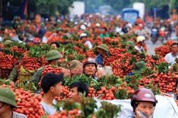 Vải thiều Bắc Giang lên sàn điện tử
