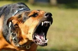 Nam sinh lớp 9 bị chó dại cắn tử vong