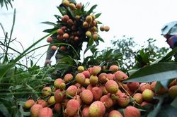 Tạo điều kiện hỗ trợ thương lái Trung Quốc vào Việt Nam thu mua vải thiều