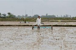 Đẩy nhanh tiến độ sản xuất vụ hè thu