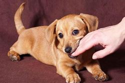Nam sinh lớp 9 tử vong sau một tháng bị chó dại cắn