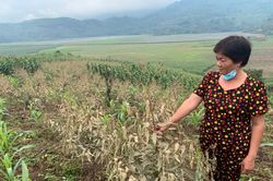 Hàng chục ha cây trồng ở Lào Cai bị cháy táp khô lá, nghi do ô nhiễm môi trường