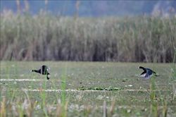 Để Việt Nam mãi là nơi 'đất lành chim đậu'