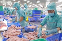 Loài cá 'tỷ đô' trở lại cuộc đua xuất khẩu