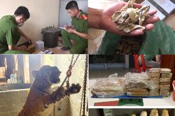 Mua 'ông ba mươi' giá 130 triệu đồng, mang về nấu cao