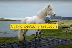 Độc đáo dịch vụ dùng ngựa trả lời email tại Iceland