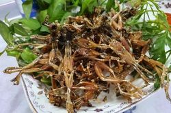 Đặc sản 'vũ nữ chân dài' giá hơn nửa triệu đồng/kg vẫn khan hàng