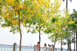 Muồng hoàng yến nở rộ, nhuộm vàng con đường ven hồ Tây