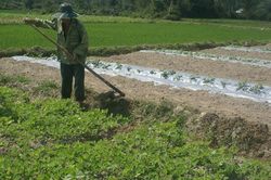 Quảng Nam chuyển 1.318ha đất lúa sang trồng cây trồng khác