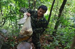 Theo chân thợ rừng thu hoạch tổ ong mật khổng lồ trên vách đá, giá bán cả triệu